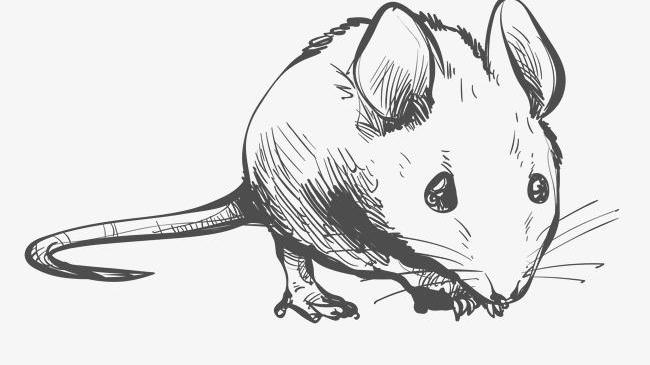 科學滅鼠知識普及